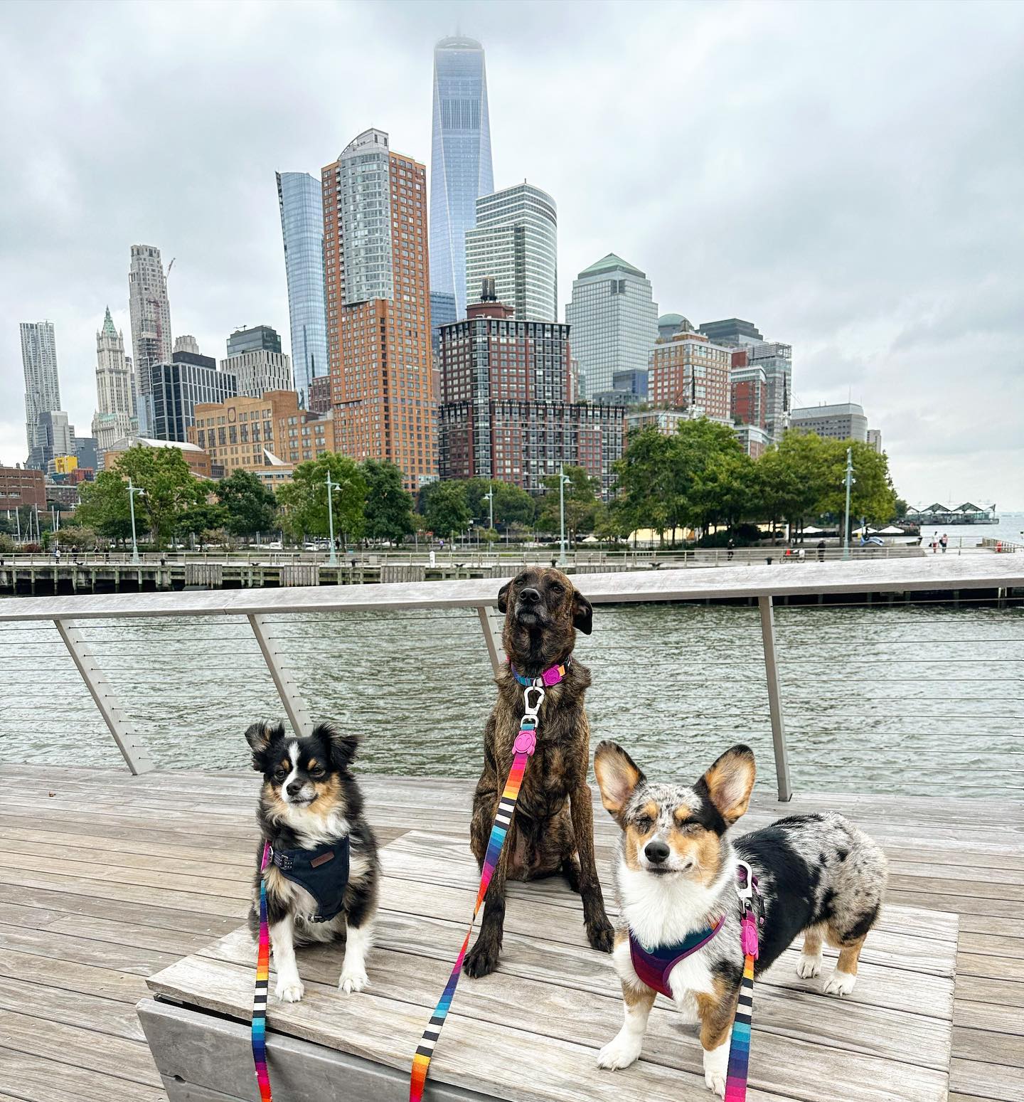 Three dogs on a waterfront bench with the One World Trade Center skyline across the water